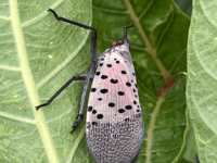Free Riders: The invasive pests clinging to your cars
